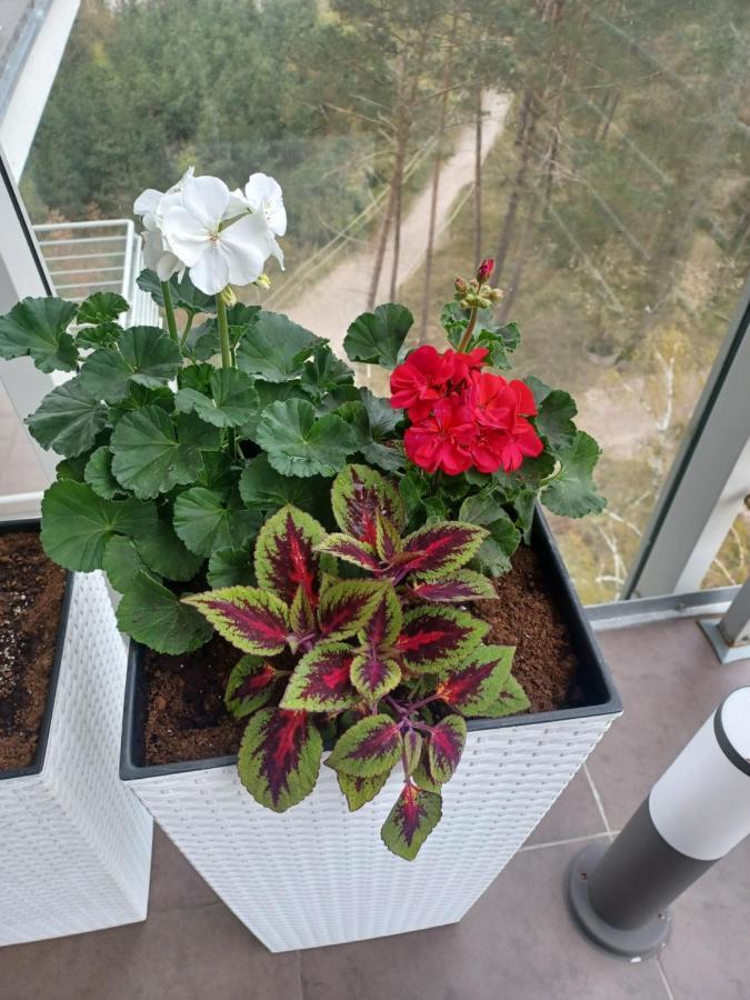 Apartament Z Widokiem Na Morze ジブヌベク エクステリア 写真